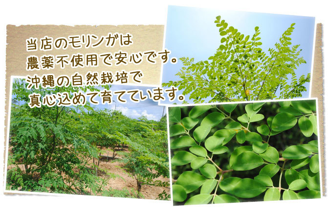 沖縄の自然栽培モリンガ