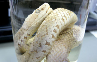 奄美大島産100 ハブ粉 強精成分や9種類の必須アミノ酸 種類すべてのアミノ酸を含有 沖縄特産品南国市場