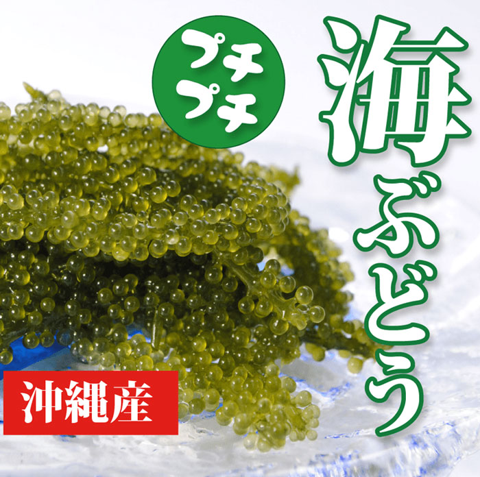 海ぶどう | 沖縄特産品南国市場