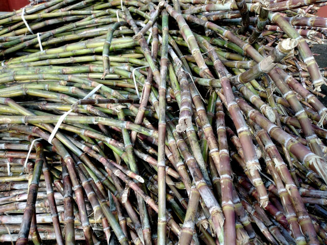 サトウキビの力!驚きの栄養素と効果を分かりやすく解説! | 沖縄特産品南国市場